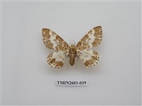藏品(尺蛾115)的圖片
